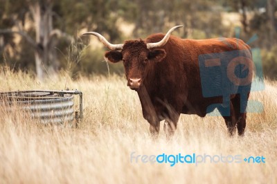 Longhorn Cow In The Paddock Stock Photo