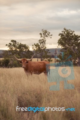 Longhorn Cow In The Paddock Stock Photo