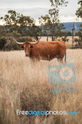 Longhorn Cow In The Paddock Stock Photo