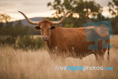 Longhorn Cow In The Paddock Stock Photo