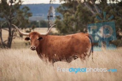 Longhorn Cow In The Paddock Stock Photo