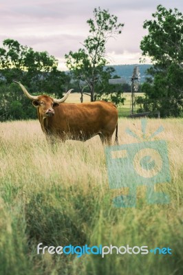 Longhorn Cow In The Paddock Stock Photo