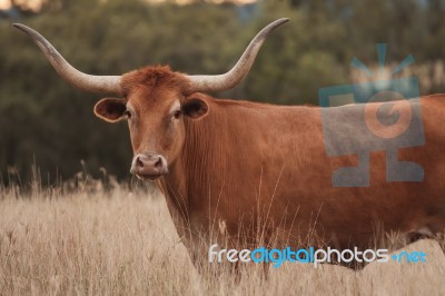 Longhorn Cow In The Paddock Stock Photo