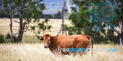 Longhorn Cow In The Paddock Stock Photo