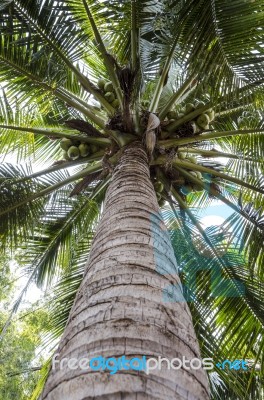 Look Up View Of Coconut Tree Stock Photo