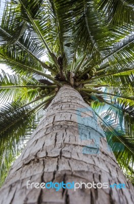 Look Up View Of Coconut Tree Stock Photo