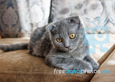 Lop-eared Gray Cat Lying On The Sofa Stock Photo