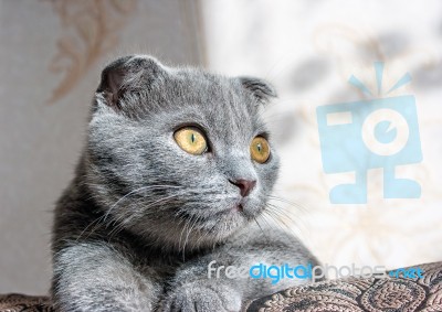 Lop-eared Gray Cat Lying On The Sofa Stock Photo