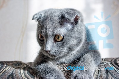 Lop-eared Gray Cat Lying On The Sofa Stock Photo