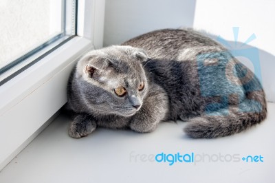 Lop-eared Gray Cat Lying On The Windowsill Stock Photo