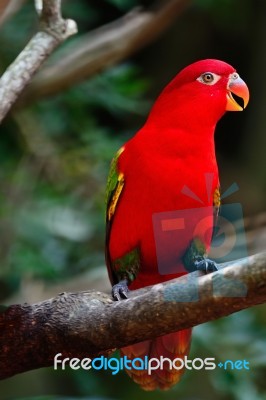 Lorikeet Stock Photo