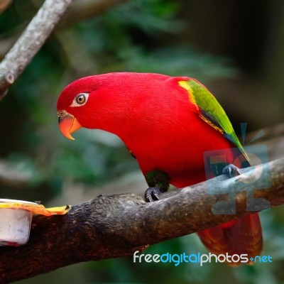 Lorikeet Stock Photo