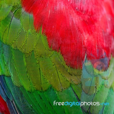 Lory Keet Feather Stock Photo