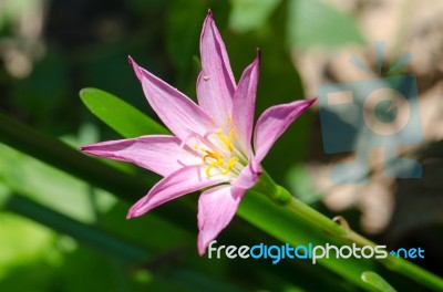 Lotus Stock Photo