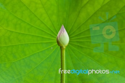 Lotus And Leaf Background Stock Photo