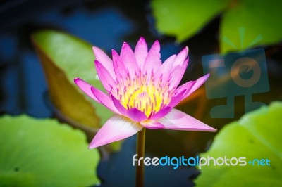 Lotus Bloom Pink Evening Stock Photo