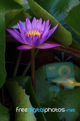 Lotus Blossom Stock Photo