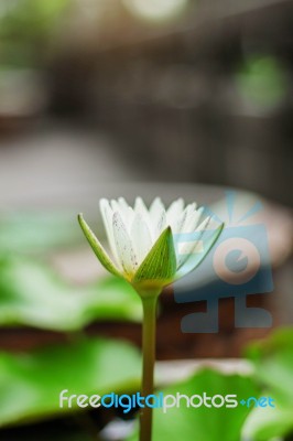 Lotus Blossom In Garden Stock Photo