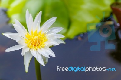 Lotus Blossom White Stock Photo