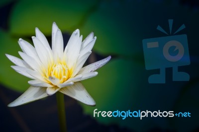 Lotus Blossom White Stock Photo