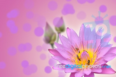 Lotus Flower Stock Photo