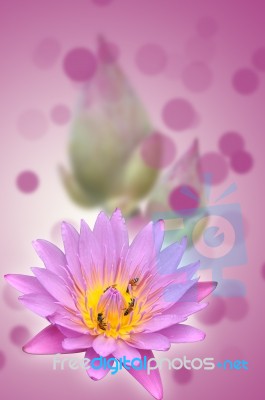 Lotus Flower Stock Photo