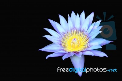 Lotus Flower Stock Photo