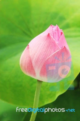 Lotus Flower Stock Photo