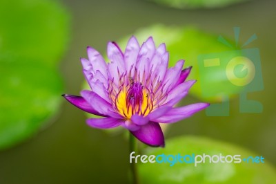 Lotus Flower Stock Photo