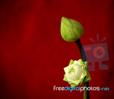 Lotus Flower Stock Photo