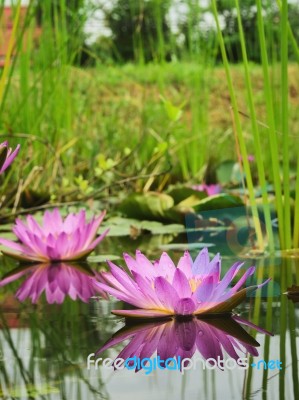 Lotus Flower And Lotus Flower Plants Stock Photo