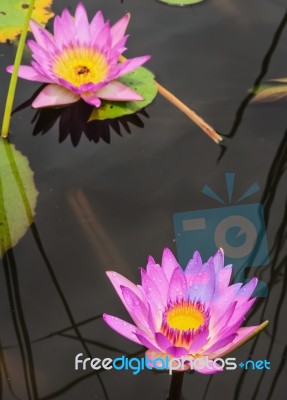 Lotus Flower And Lotus Flower Plants Stock Photo