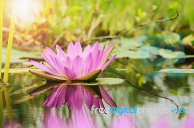 Lotus Flower Background And Sunshine Stock Photo