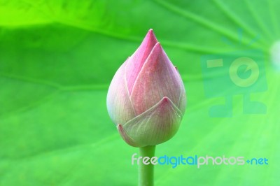 Lotus Flower Bud Stock Photo