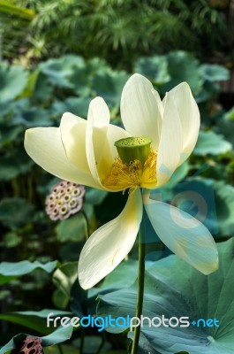 Lotus Flower (nelumbo Nucifera) Stock Photo