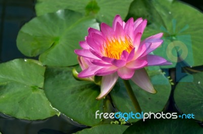 Lotus Flower (nelumbo Nucifera) Stock Photo