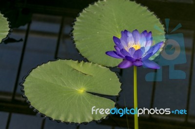 Lotus Flower (nelumbo Nucifera) Stock Photo