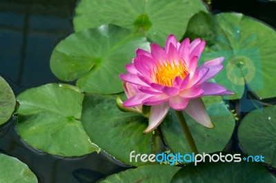 Lotus Flower (nelumbo Nucifera) Stock Photo