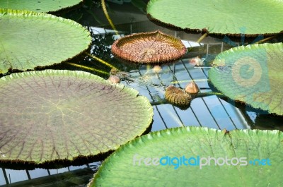 Lotus Flower (nelumbo Nucifera) Stock Photo