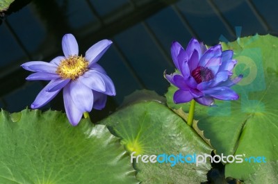 Lotus Flower (nelumbo Nucifera) Stock Photo