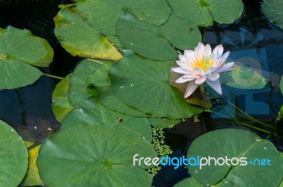 Lotus Flower (nelumbo Nucifera) Stock Photo