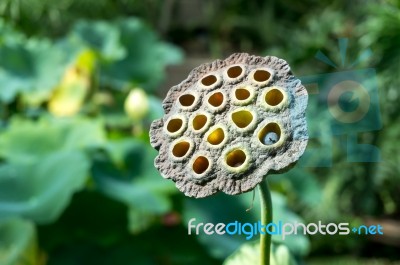 Lotus Flower (nelumbo Nucifera) Stock Photo