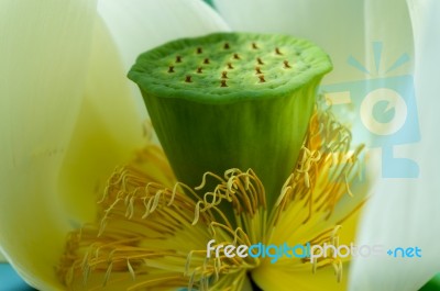 Lotus Flower (nelumbo Nucifera) Stock Photo