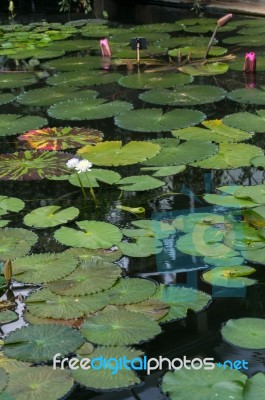 Lotus Flower (nelumbo Nucifera) Stock Photo