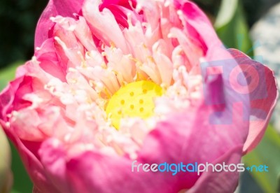 Lotus Flower Or Waterlily With Sunlight Stock Photo