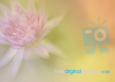 Lotus Flower With Soft Color Tone Stock Photo