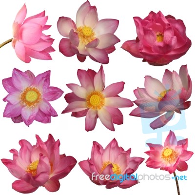 Lotus Flowers Stock Photo