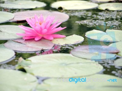 Lotus In The Lake Stock Photo