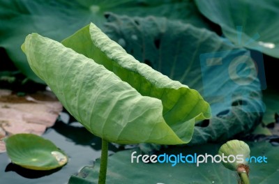 Lotus Leaf Stock Photo