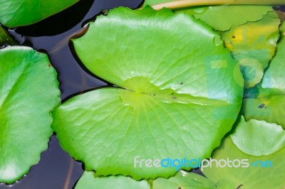 Lotus Leaf Stock Photo